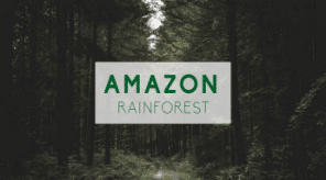 Amazon Rainforest